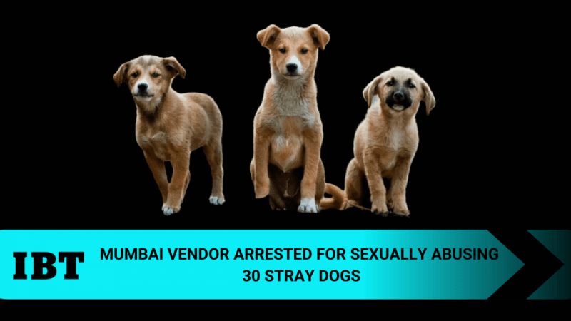 stray dogs