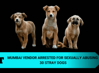 stary dogs