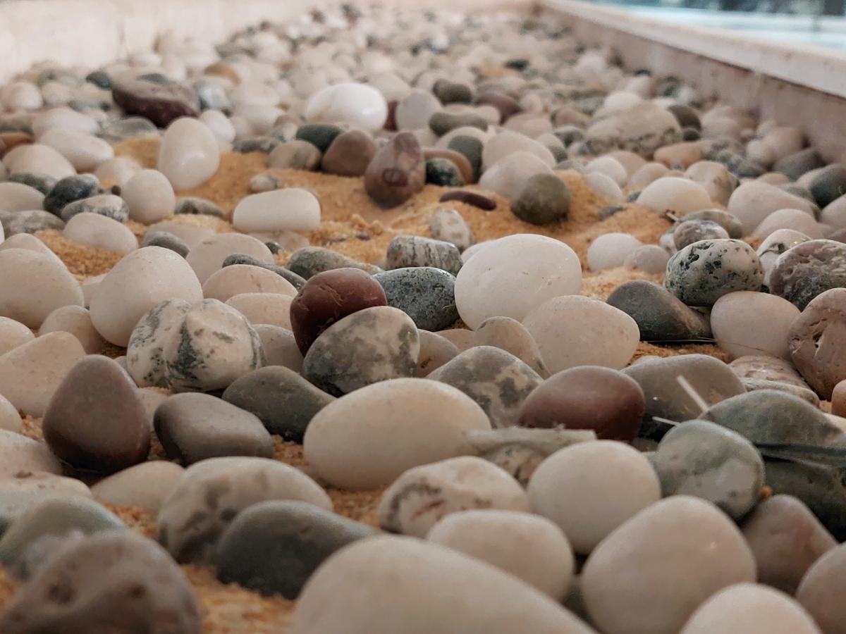 Samsung Galaxy A52 camera sample