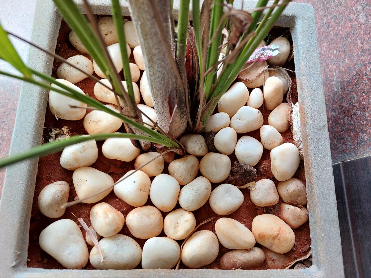 Samsung Galaxy A52 camera sample