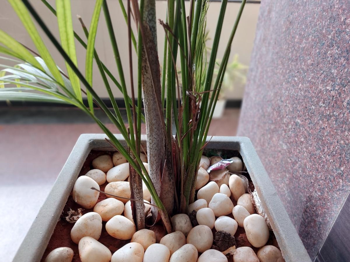 Samsung Galaxy A52 camera sample