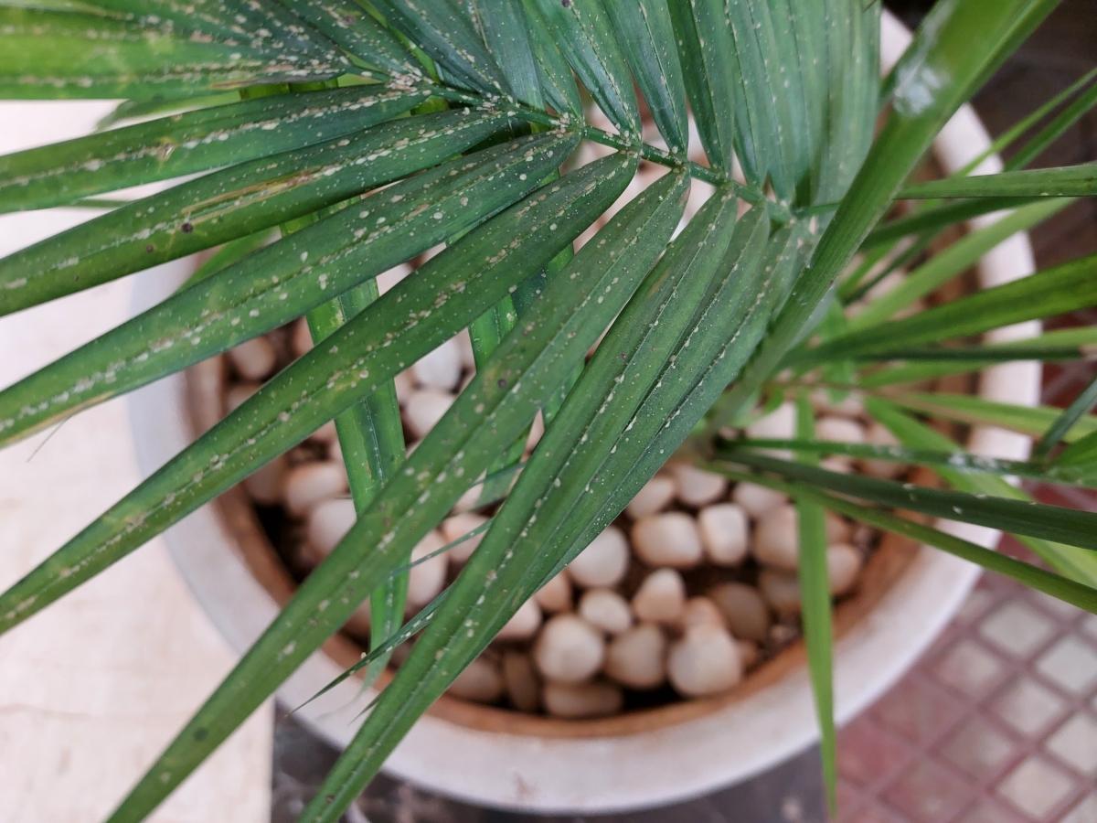 Samsung Galaxy A52 camera sample