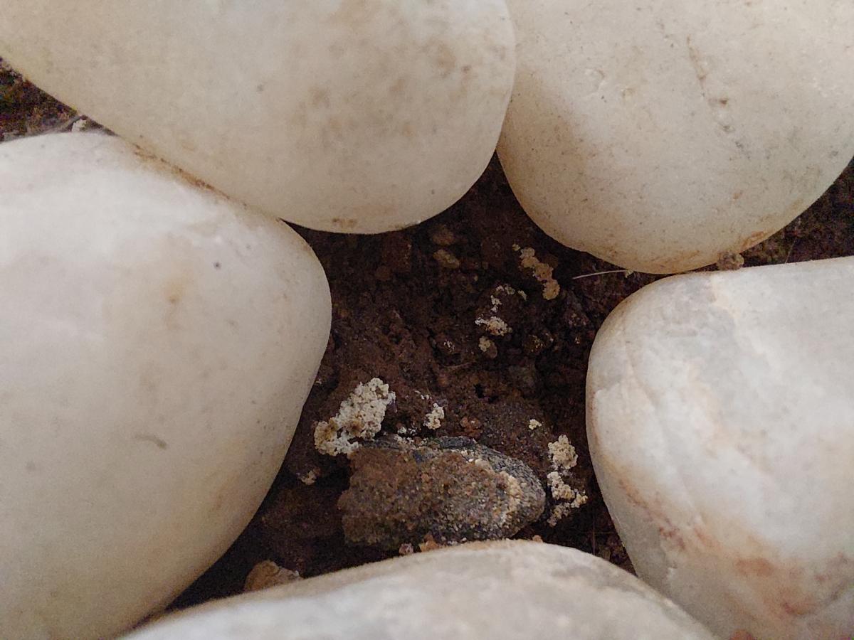 Samsung Galaxy A52 camera sample