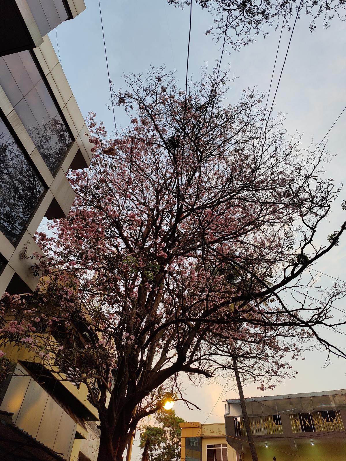 OnePlus 9 Pro camera sample - Photo mode in Auto OnePlus 9 Pro camera sample