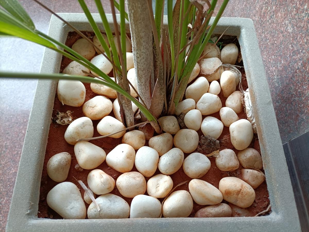 Oppo F19 Pro  camera review