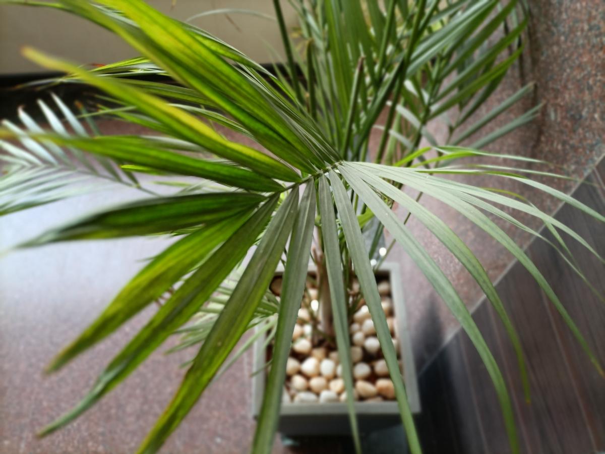 Oppo F19 Pro  camera review