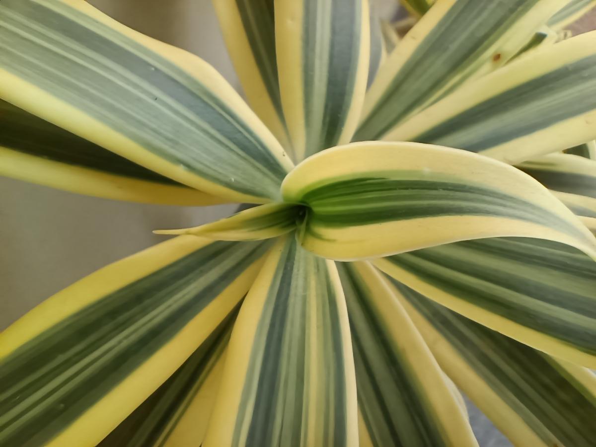 Oppo F19 Pro  camera review