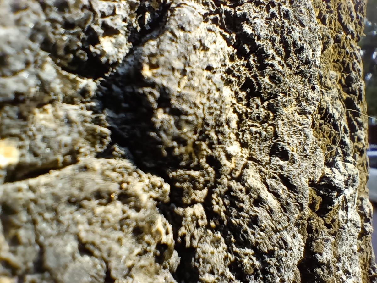 Oppo F19 Pro  camera review