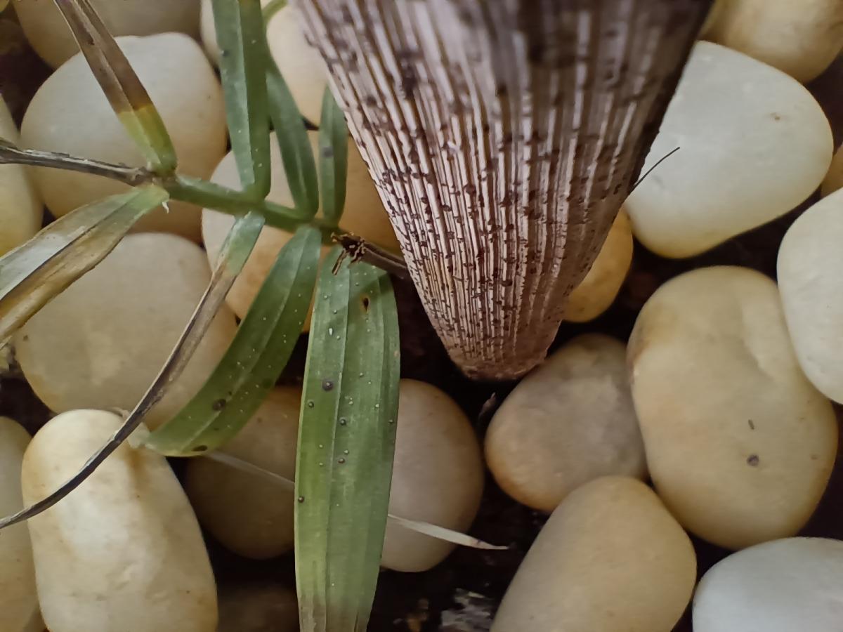 Oppo F19 Pro  camera review