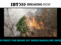 forest fire