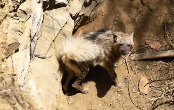 Hyena that fell into 30-feet well rescued by Wildlife SOS and forest ...