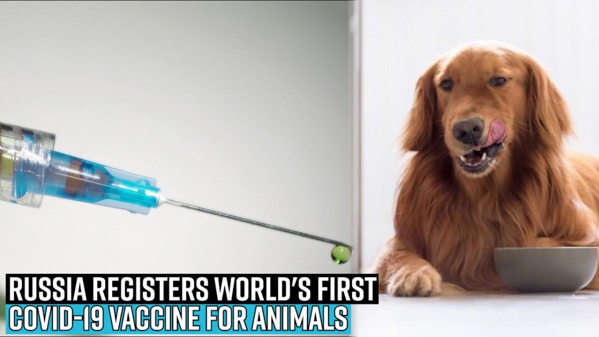 Russia registers world's first Covid-19 vaccine for ...