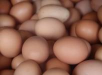 Egg