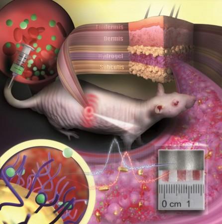Gold nanoparticles embedded in a porous hydrogel be implanted under the skin of a hairless rat Gold nanoparticle sensor