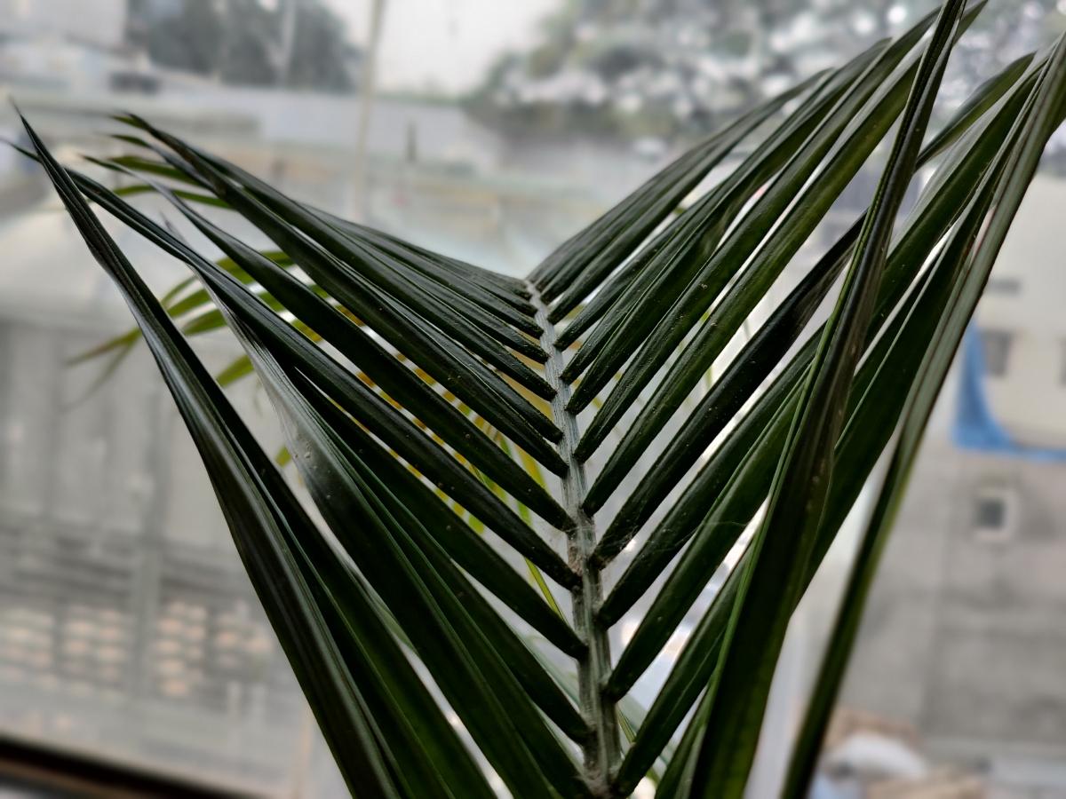 OnePlus 9 camera review