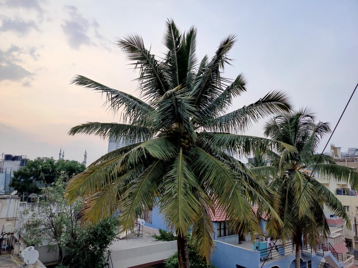 OnePlus 9 camera review