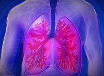 Lungs