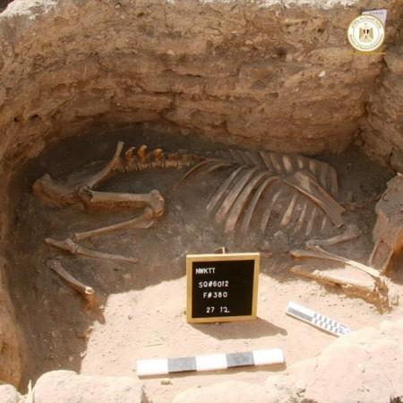 Burial of a cow or bull at the 'Lost City' near Luxor, Egypt Egypt