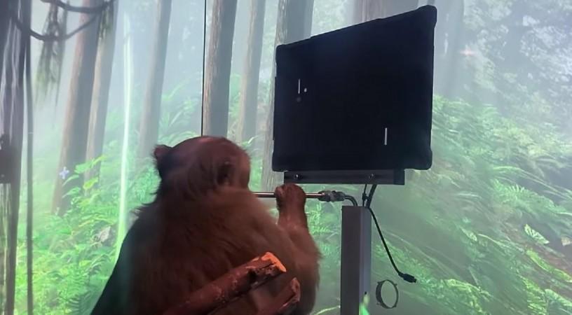 monyet bermain video game