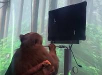 monkey playing video game