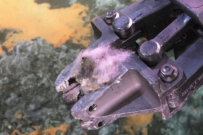 The deep-sea bacteria inhabit carbonate rocks in methane seeps, which are collections of limestone on the ocean floor Carbon-releasing ocean bacteria