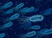 Bacteria