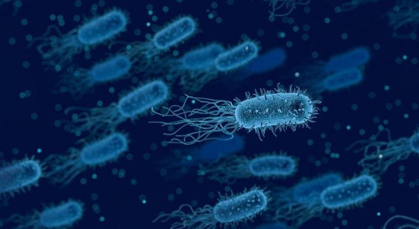 Bacteria (Representational Picture) Bacteria