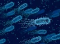 Bacteria