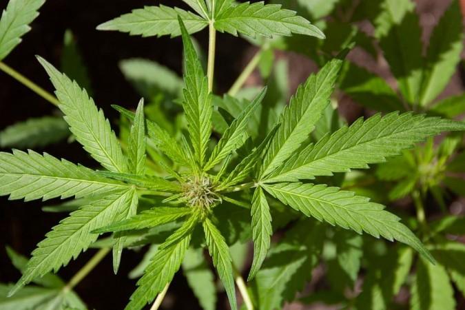 Cannabis plant (Representational Picture) Cannabis