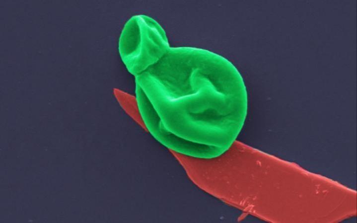A fungal cell (green) interacting with a nanothin layer of black phosphorous (red). Image magnified 25,000 times Fungal Cell and BP