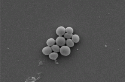 Drug-resistant MRSA before and after exposure to the nanocoating. Drug-resistant MRSA