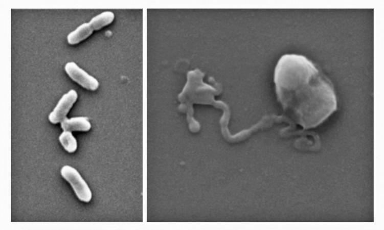 E.coli bacteria before exposure to the nanothin antimicrobial coating (left) and after (right). E. Coli