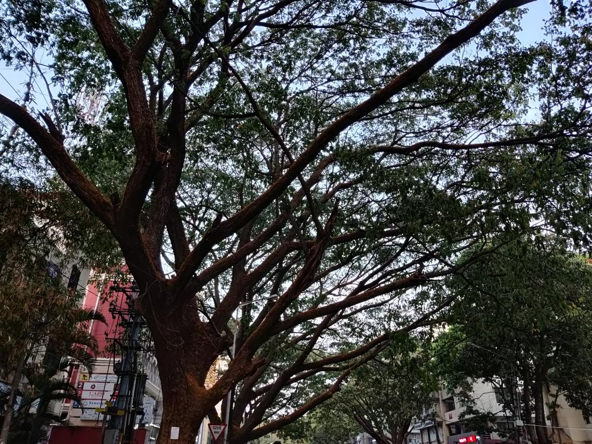 OnePlus 9R camera review