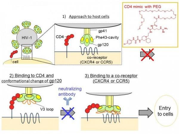 A CD4 mimic with PEG blocks the progress from 1) to 2) (the first arrow), and a neutralizing antibody blocks the progress from 2) to 3) (the second arrow). Without these drugs, HIV enters cells HIV treatment