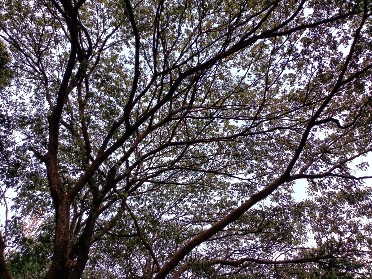 Oppo F19 Pro camera review