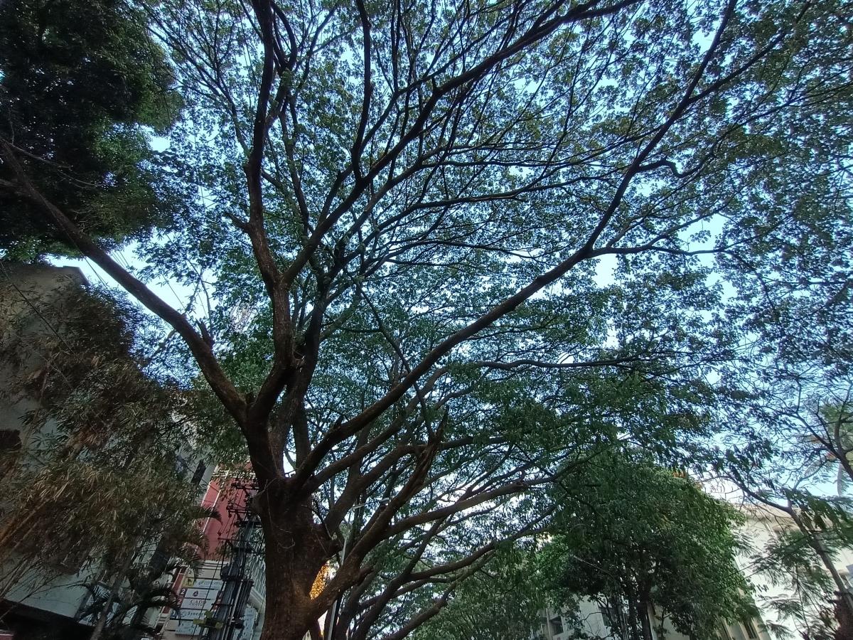 Oppo F19 Pro camera review