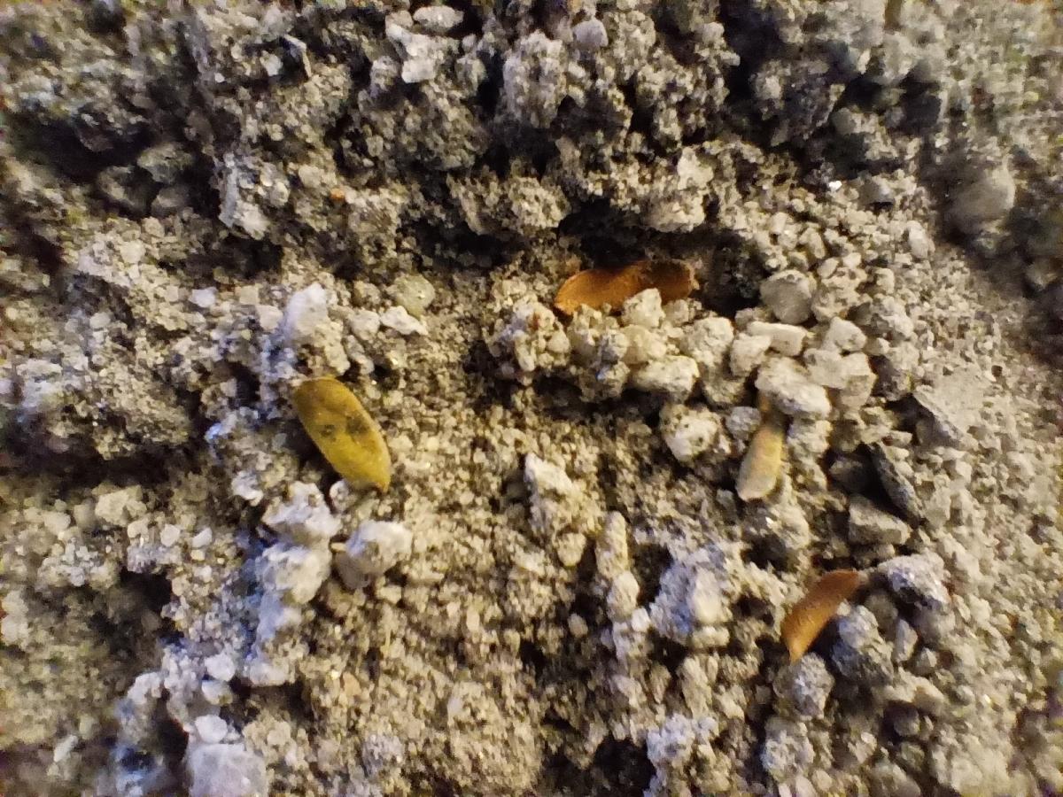 Oppo F19 Pro camera review