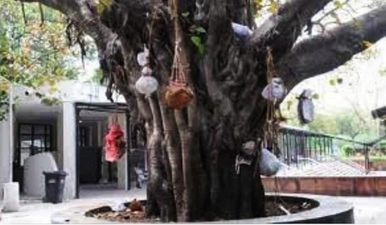 Ghant on peepal tree