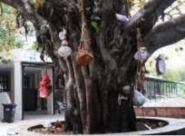 Ghant on peepal tree