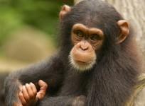 Chimpanzee