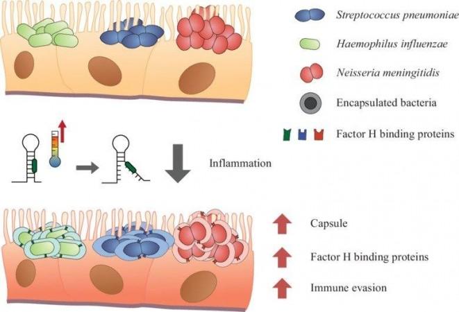 Mucosal surface inflammation raises the temperature, leading to increased expression of protective capsules and FH binding proteins of the bacteria S. pneumoniae, H. influenzae and N. meningitidis. This thermoregulation enables the bacteria to evade immune responses and may increase their chances of survival Meningitis
