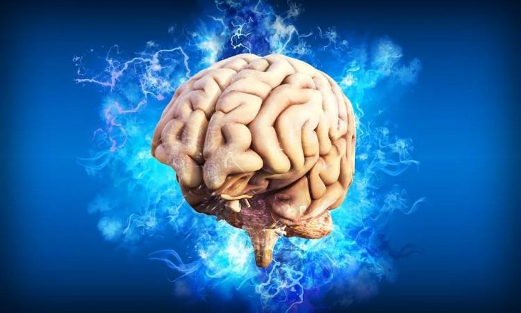 Brain (Representational Picture) Brain