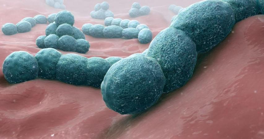 Streptococcus pneumoniae (Representational Picture) Streptococcus pneumoniae