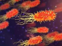 Bacteria