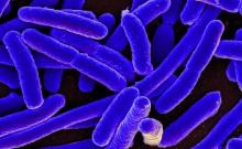 E.coli