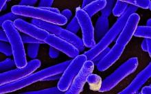 E.coli