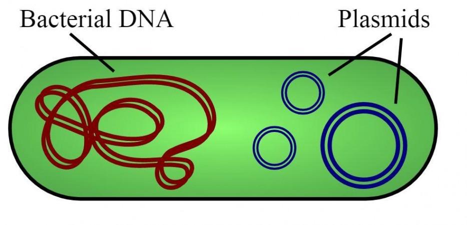 Plasmids (Representational Picture) plasmids