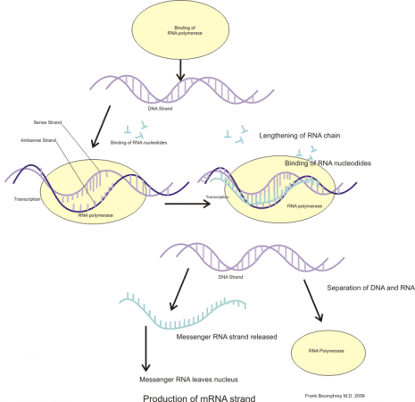 Transcription of mRNA (Representational Picture) MRNA