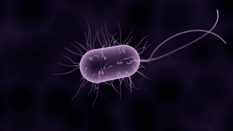 Bacteria (Representational Picture) Bacteria