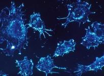 Cancer Cell